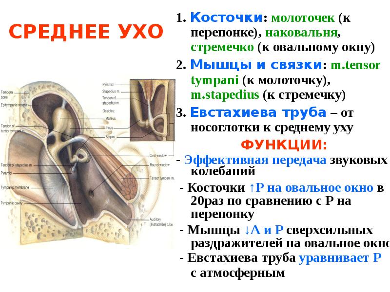 В среднем ухе расположены молоточек. Слуховые косточки среднего уха строение и функции. Функции среднего уха стремечко. Строение наковальни уха. Функции мышц среднего уха.