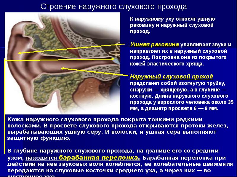 Стенки слухового прохода