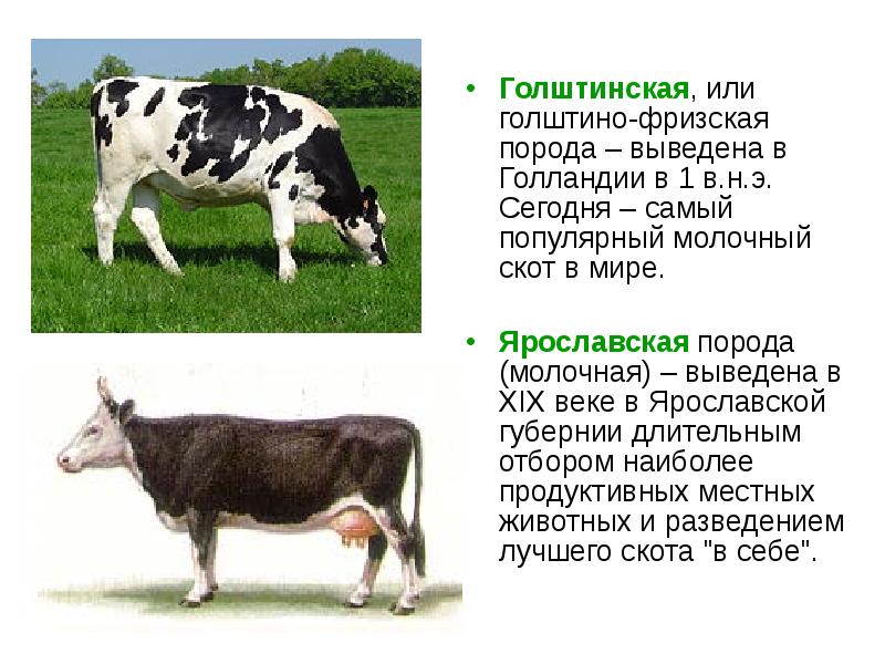 Выведена порода. Голштинская или голштино-Фризская. Достижения селекции в животноводстве. Голштино-Фризская порода коров характеристики. Селекция скота.