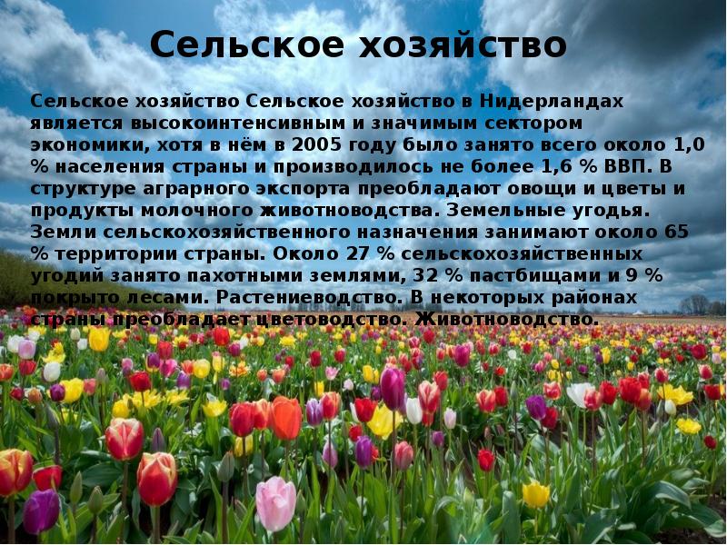 Тема нидерланды. Нидерланды Страна тюльпанов окружающий мир 3 класс. Нидерланды сельское хозяйство. Проект Страна Голландия. Презентация на тему Нидерланды.