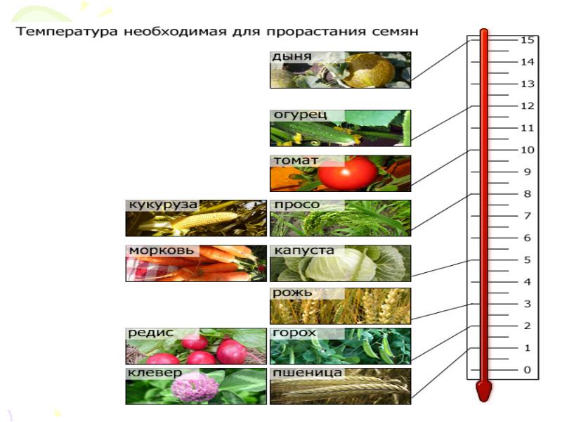 Температура для прорастания семян салата