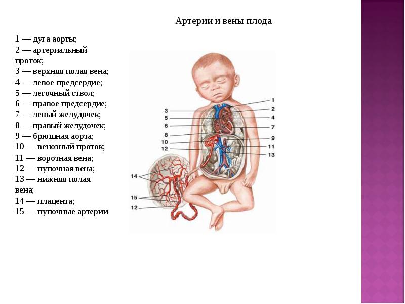 Кровообращение у плода презентация