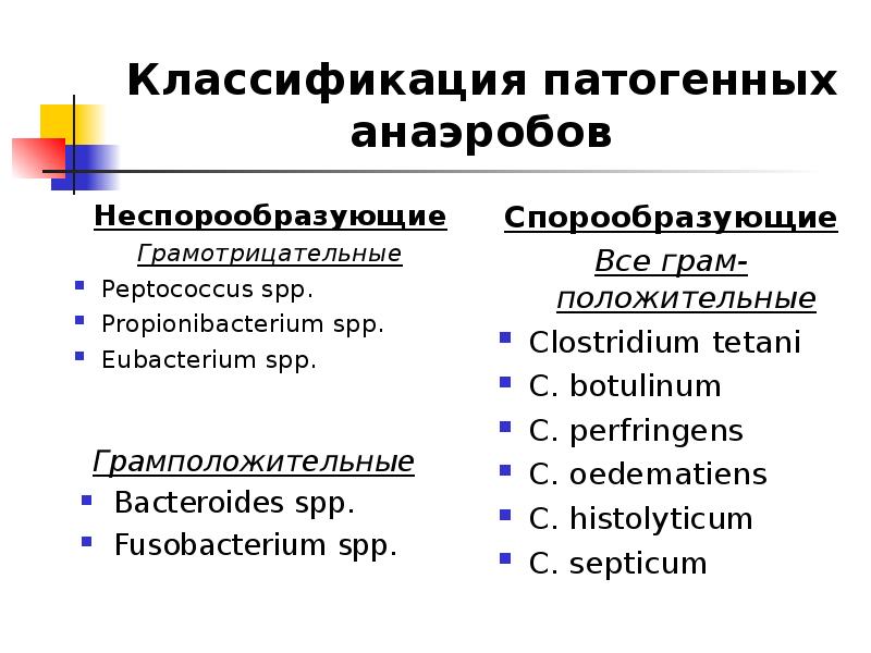 Eubacterium spp