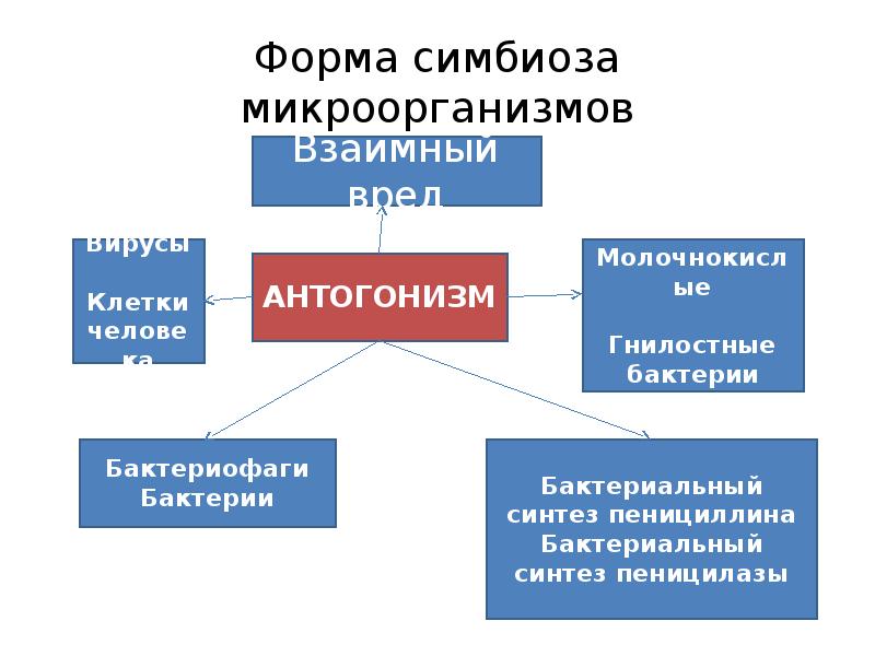 Формы взаимоотношений микроорганизмов. Формы симбиоза микробиология. Виды симбиоза микроорганизмов. Формы симбиоза микроорганизмов. Виды взаимодействия бактерий между собой.