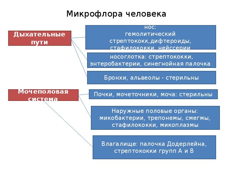 Микрофлора верхних дыхательных путей микробиология презентация