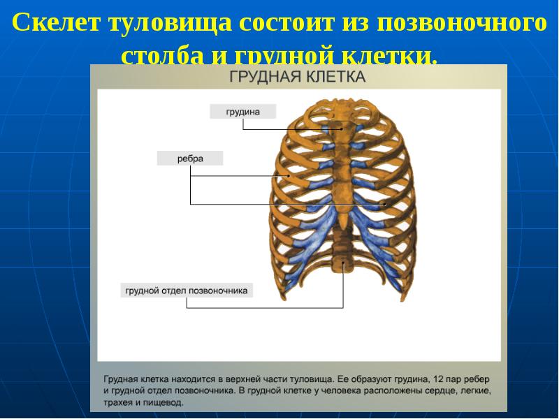 Скелет туловища образован