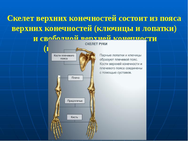 Свободная верхняя конечность