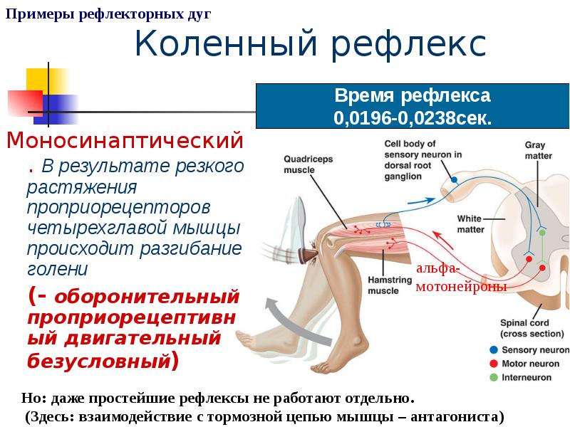 Порядке элементы рефлекторной дуги коленного рефлекса человека
