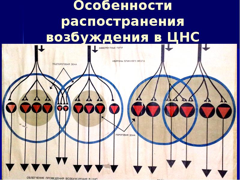 облегчение цнс