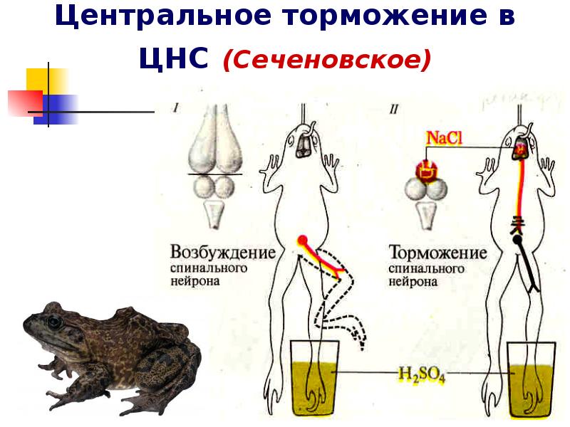 Схема опыта сеченова