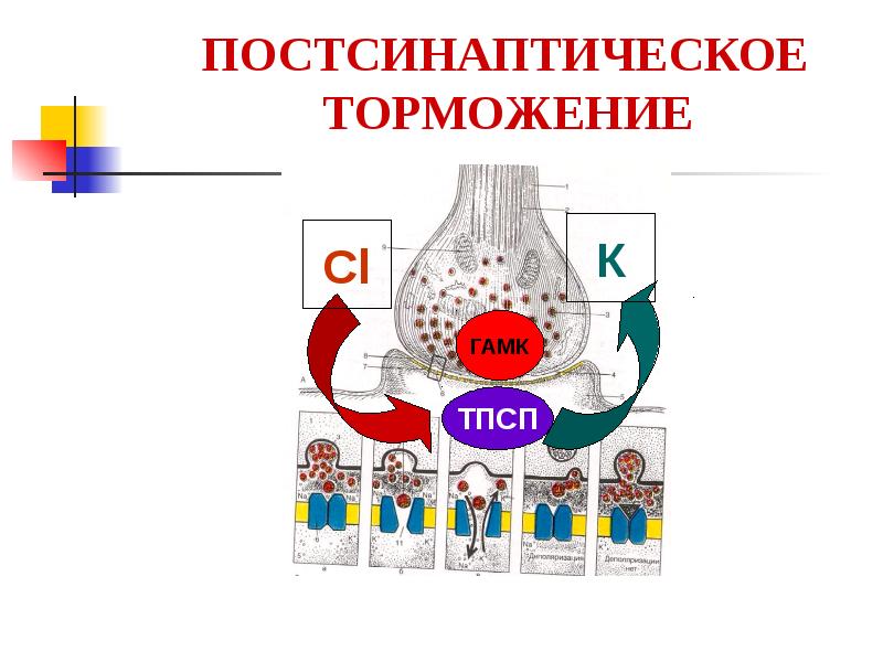 Механизм торможения. Поступательное постсинаптическое торможение. Механизм постсинаптического торможения. Постсинаптическое торможение схема. Постсинаптическое торможение физиология схема.