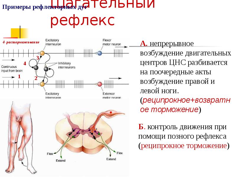 Схема шагательного рефлекса