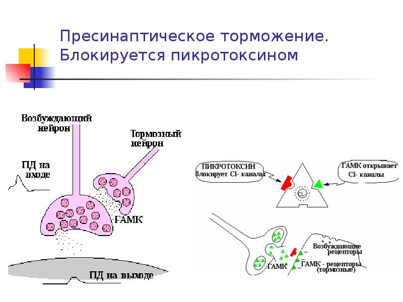 Зарисовать схему пре постсинаптического торможения