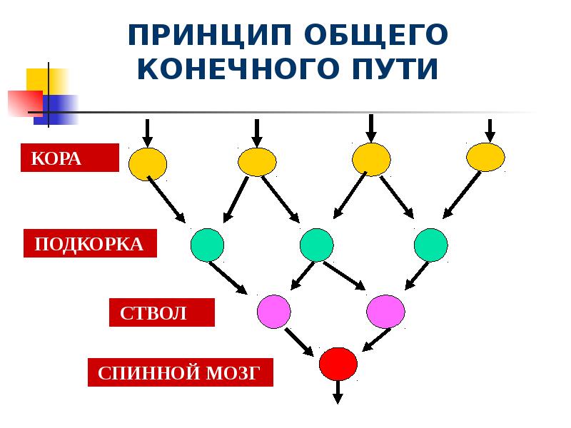 В общем в конечном. Принцип общего конечного пути. Общий конечный путь схема. Принцип общего конечного пути физиология. Принцип общего конечного пути схема.