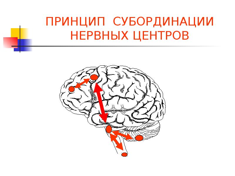 Для нервных центров характерно