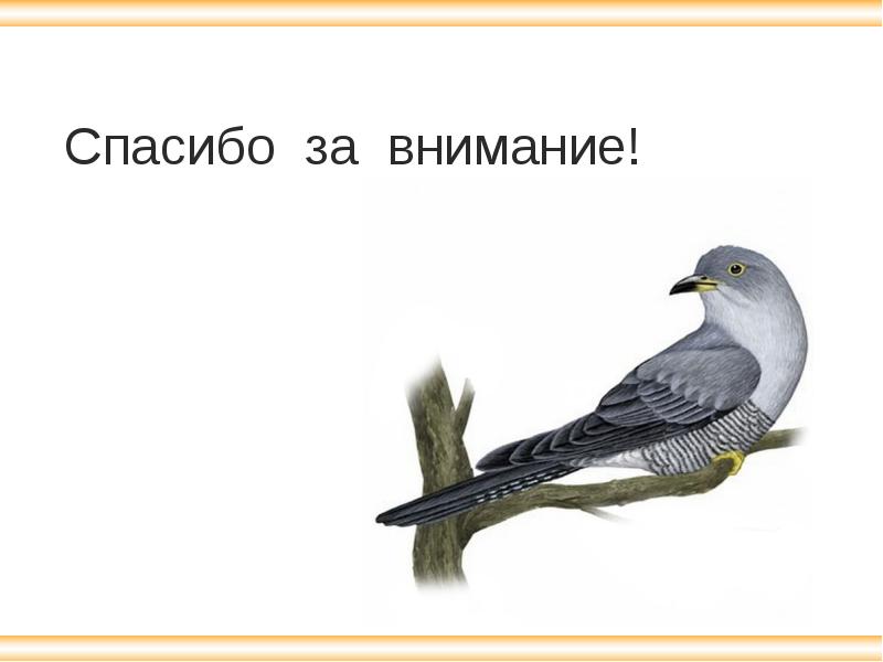 Про кукушку 2 класс. Кукушка откладывает яйца в чужие гнезда. Рассказ о кукушке. Задание про кукушку. Сова подкидывает яйца в чужие гнезда.