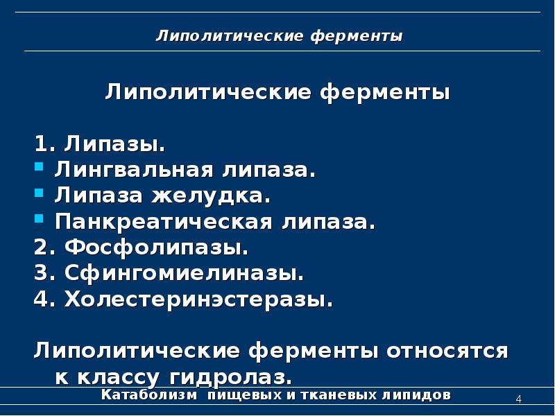 Активизирует ферменты жиров. Липолитические ферменты. Характеристика липолитических ферментов. Липолитические ферменты расщепляют. Роль липазы в организме.