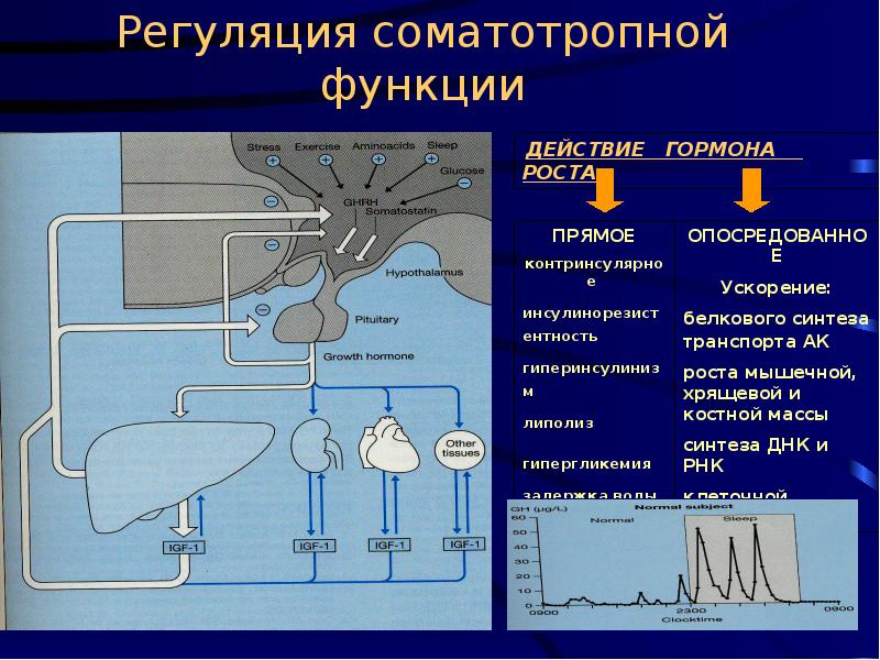 Соматотропный гормон презентация биохимия