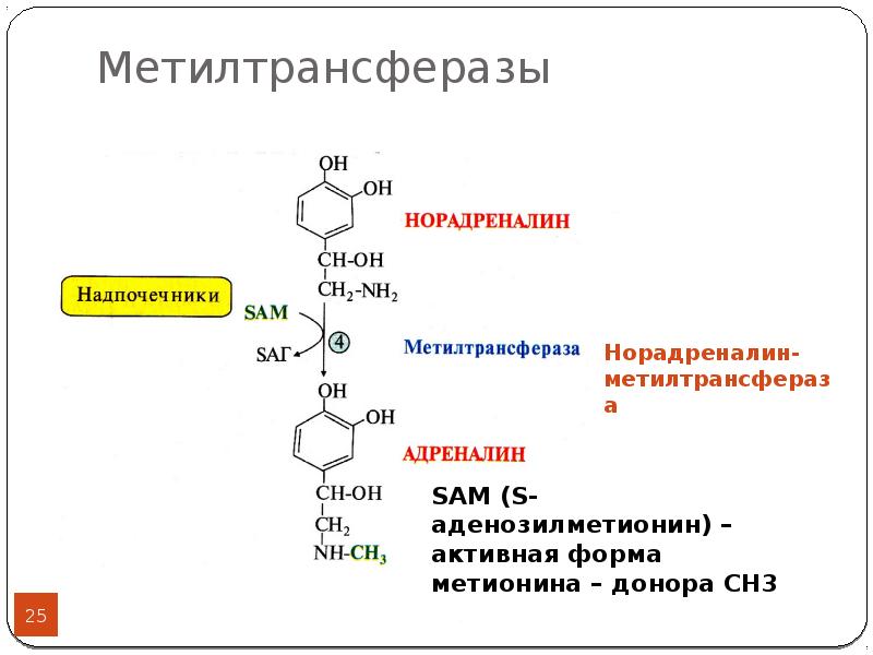 Адреналин фермент