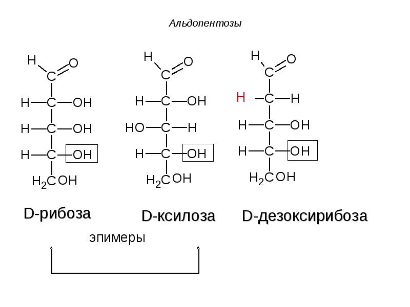 Рибоза структурная. Структурная формула альдопентозы. Д рибоза формула. Дезоксирибоза структурная формула Фишера. Рибоза формула Фишера.