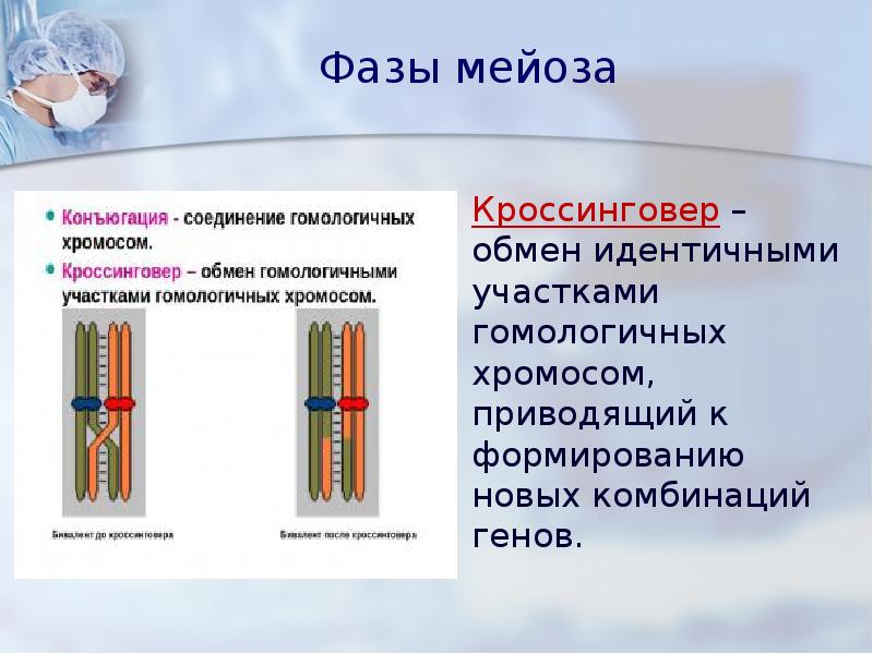 Обмен идентичными участками гомологичных хромосом