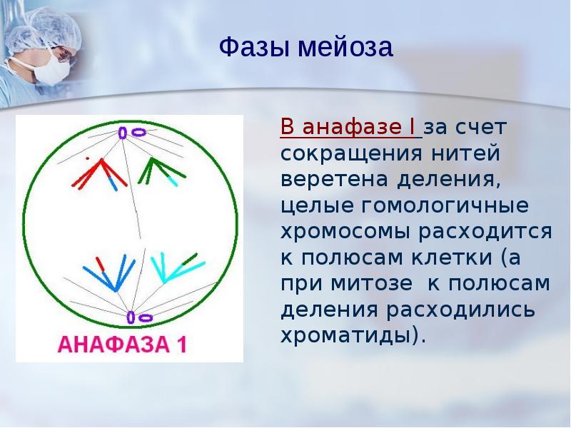 Расходятся к полюсам клетки