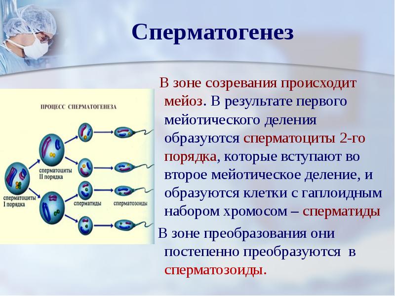 Происходит деление образующихся клеток. Формирование сперматозоидов мейоз. Процесс образования половых клеток сперматозоидов. Сперматогенез зона созревани. Сперматогенез мейоз или митоз.