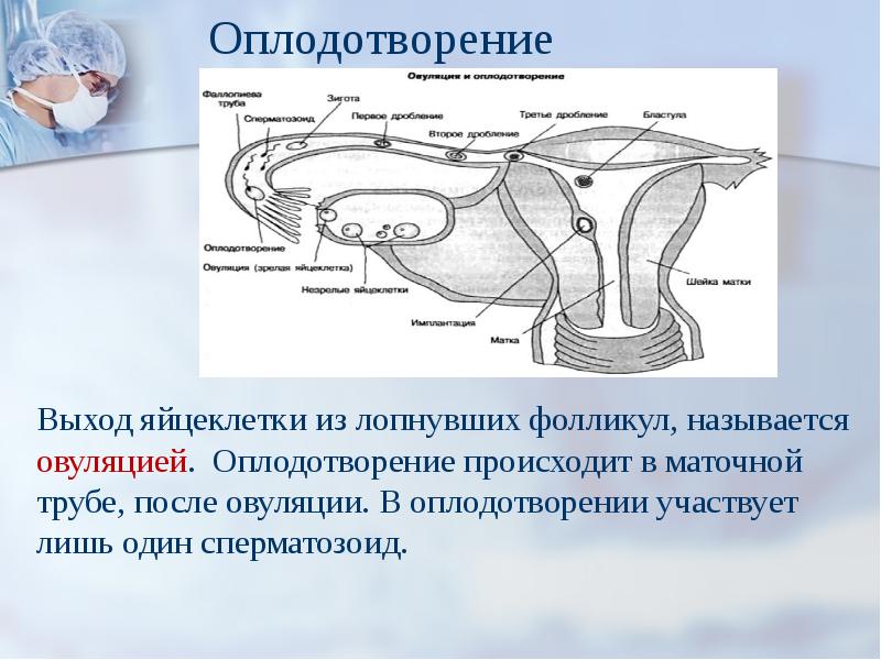 Оплодотворение 10 класс презентация