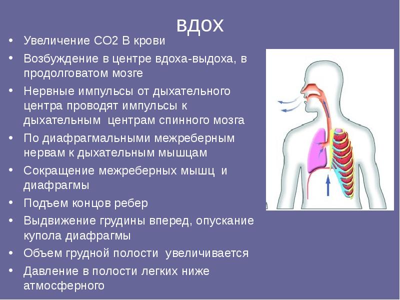 Вдох это. Содержание углекислого газа в крови. Процессы происходящие при выдохе. Повешение содержание углекислого газа в крови. Повышение со2 в крови.