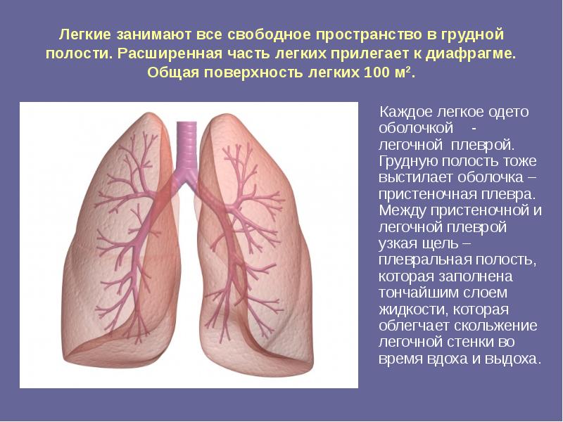 Внутренние стенки грудной полости выстланы