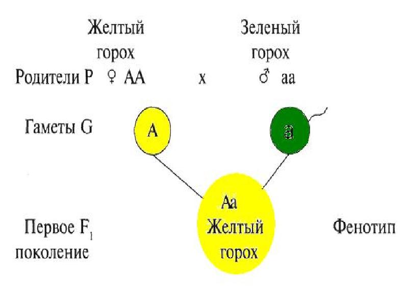 Основы генетики презентация