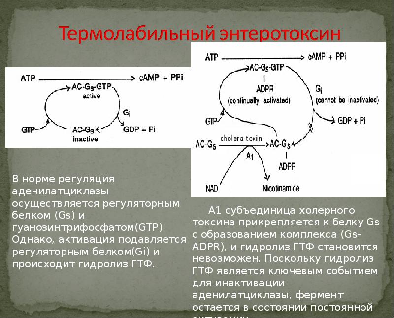 Схема патогенеза холеры