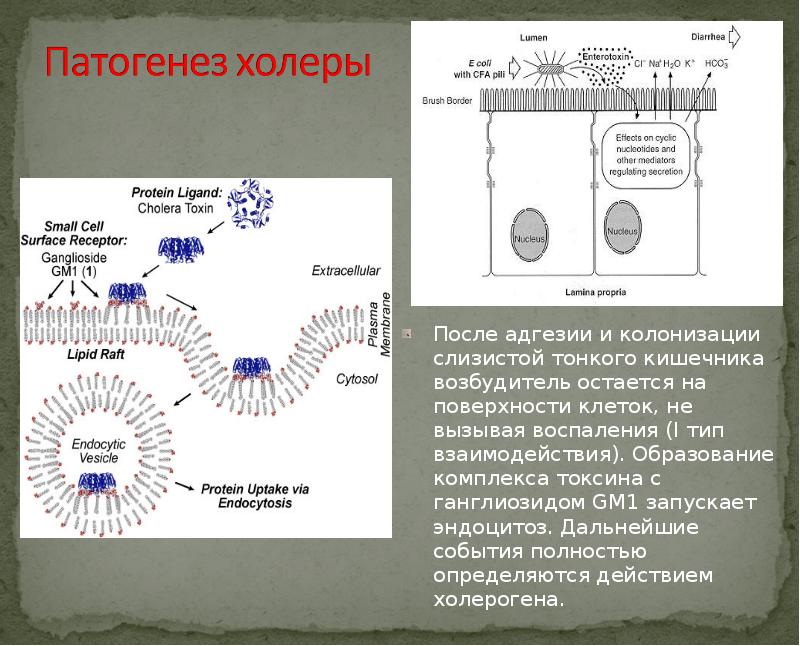 Механизм передачи холеры. Патогенез развития холеры. Патогенез холеры схема. Патогенез вибриона холеры. Патогенез при холере схема.