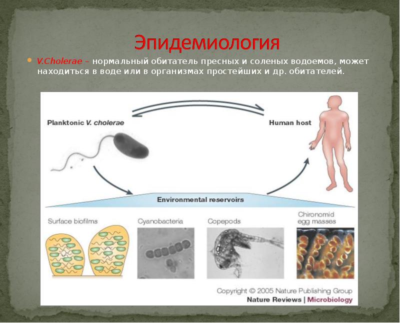 Схема патогенеза холеры