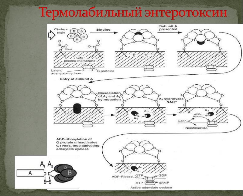 Схема патогенеза холеры