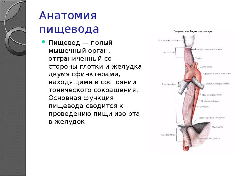 Пищевод топографическая анатомия презентация