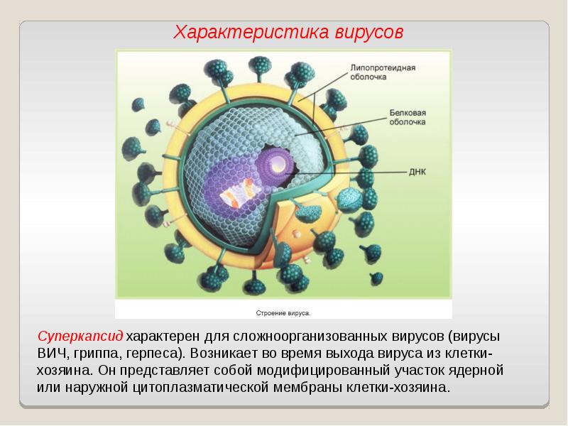 Индивидуальный проект по биологии вирусы