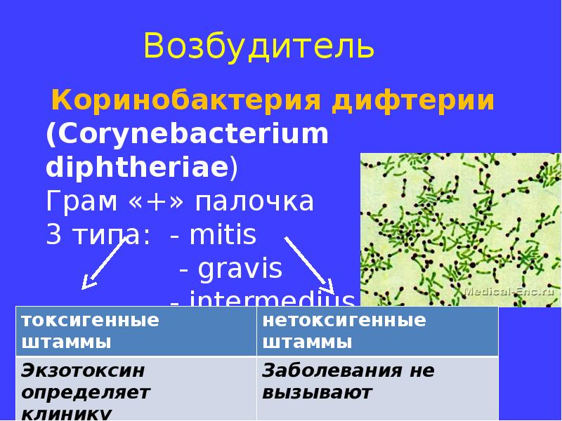 Возбудители бактериальных