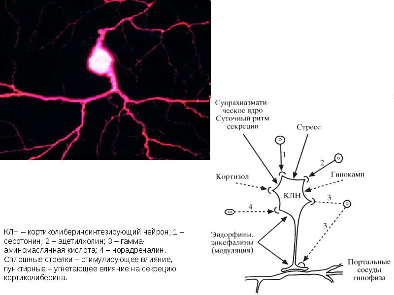 Осуществляет связь между нейронами какой нейрон. Модулирующие Нейроны. Зеркальные Нейроны строение. Модуляция нейрона. Действие зеркальных нейронов схема.