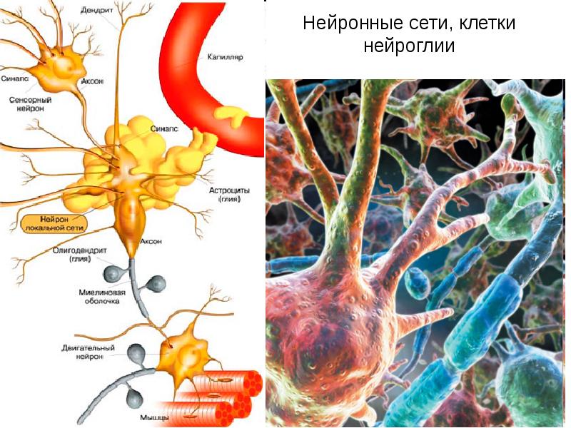 Нейроглия происхождение. Нейрон строение и глия. Строение нейрона и нейроглии. Строение нейрона глиальные клетки. Глиальные клетки строение атлас.