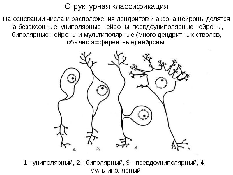 Псевдоуниполярный нейрон обозначен на рисунке