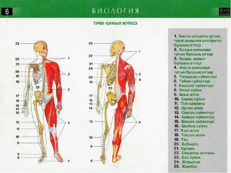 Тірек қимыл аппараты бұзылған балалар презентация