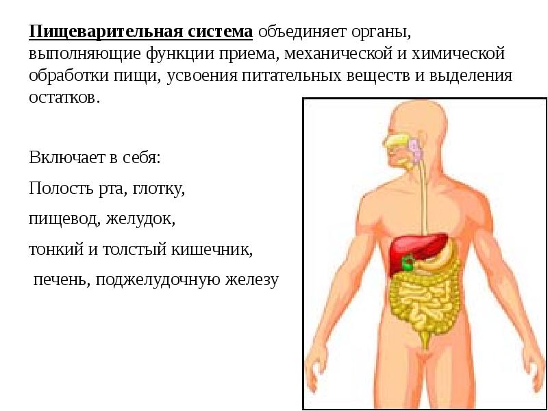 Пищеварительная система человека физиология презентация