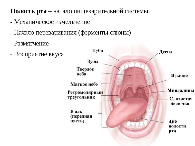 Ротовая работа. Ротовая работа