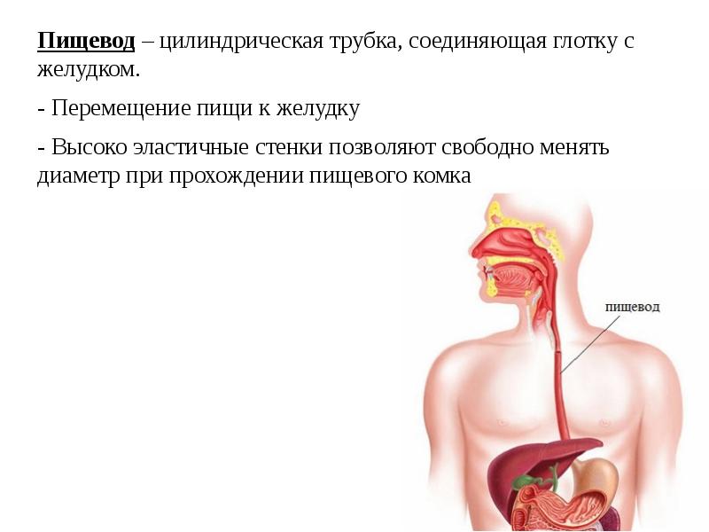 Изо рта причины желудок. Движение пищи по пищеводу. Проведение пищевого комка анатомия. Лекция пищеварительная система анатомия. Пищевод человека.