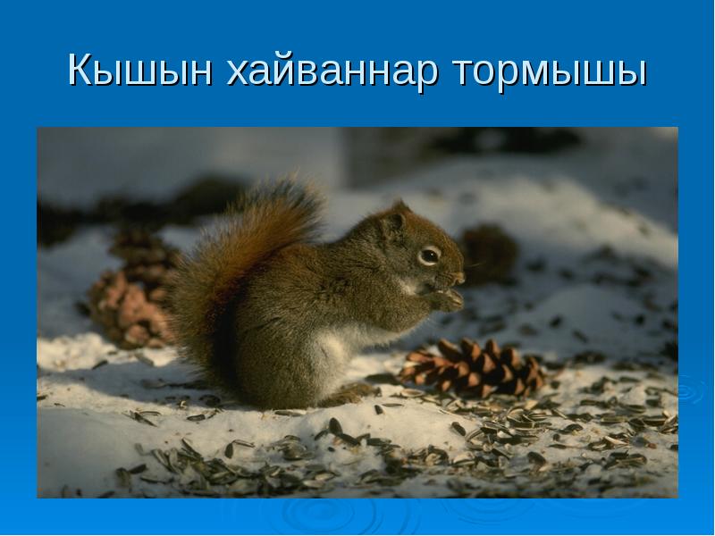 Кышын хайваннар тормышы Кышын хайваннар тормышы