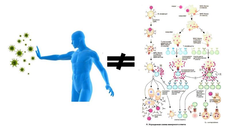 Схема иммунной системы человека схема расположения
