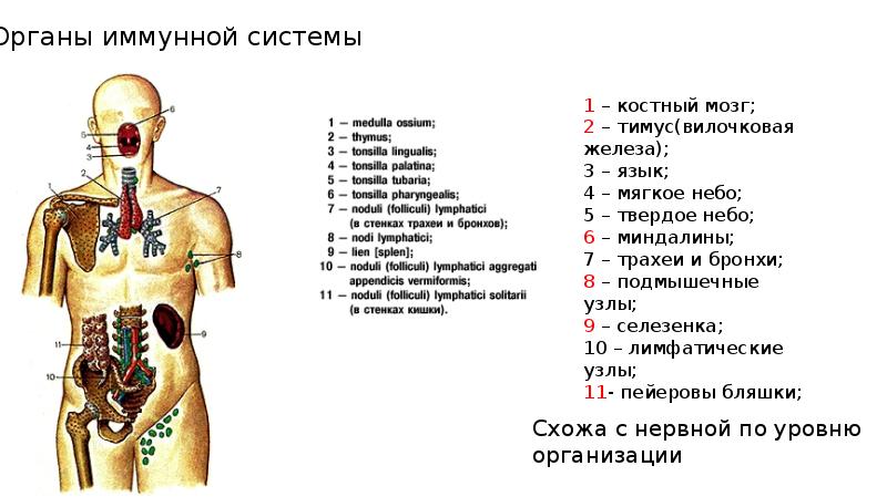 Иммунная система презентация анатомия