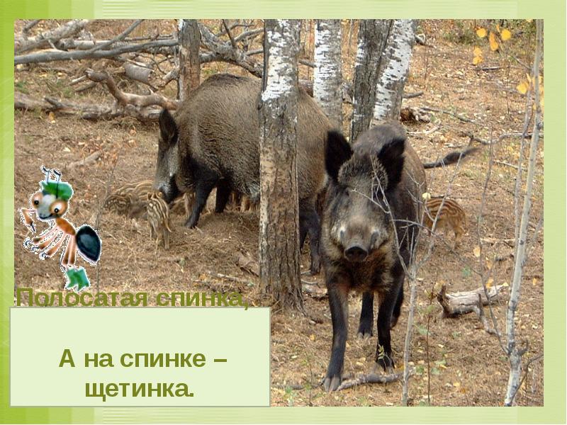 Как живут животные конспект с презентацией — иллюстрация 5