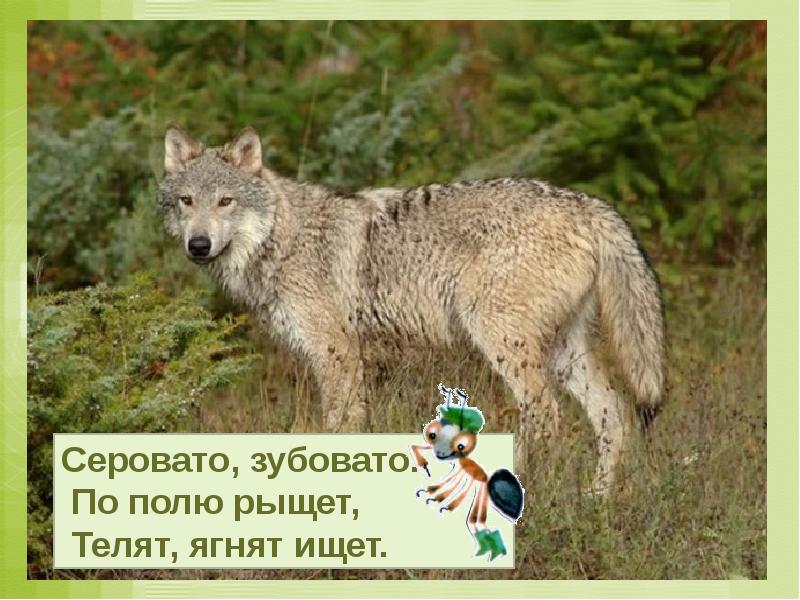 Как живут животные конспект с презентацией — иллюстрация 7